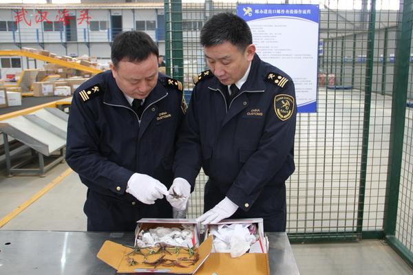图为:驻邮局办事处查获的濒危植物芦荟11株 驻邮局办事处 张光发/摄 近日,驻邮局办事处在寄自泰国的2票进口邮件中,查获百合科芦荟植物11株。经国家林业局森林公安司法鉴定中心专家鉴定,该批芦荟植物属《濒危野生动植物种国际贸易公约》(CITES)附录II保护品种。目前,已移交缉私部门作进一步处理。