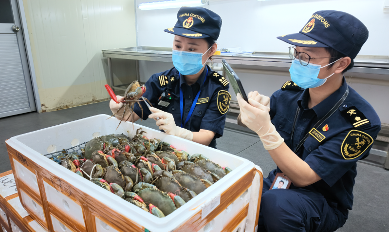 福州长乐机场海关关员监管进口活青蟹