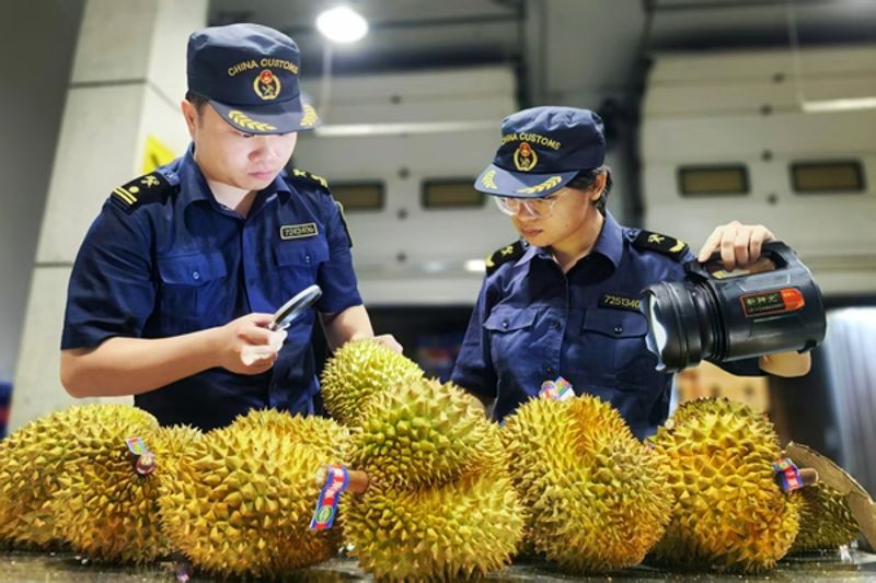 广西东兴口岸迎来首批柬埔寨鲜榴莲