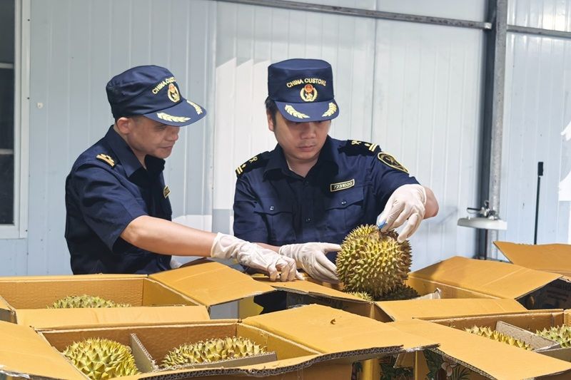 1至6月广西中越铁路进口水果量显著提升